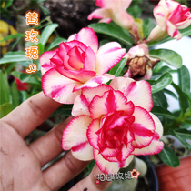 Rose edge double-petal desert new yellow Rose 3] Flower appreciation Root Succulents