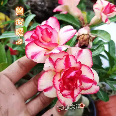 Meet the rose edge double-petal Desert New Yellow Rose 3] Appreciation of flowers and roots and roots of succulents