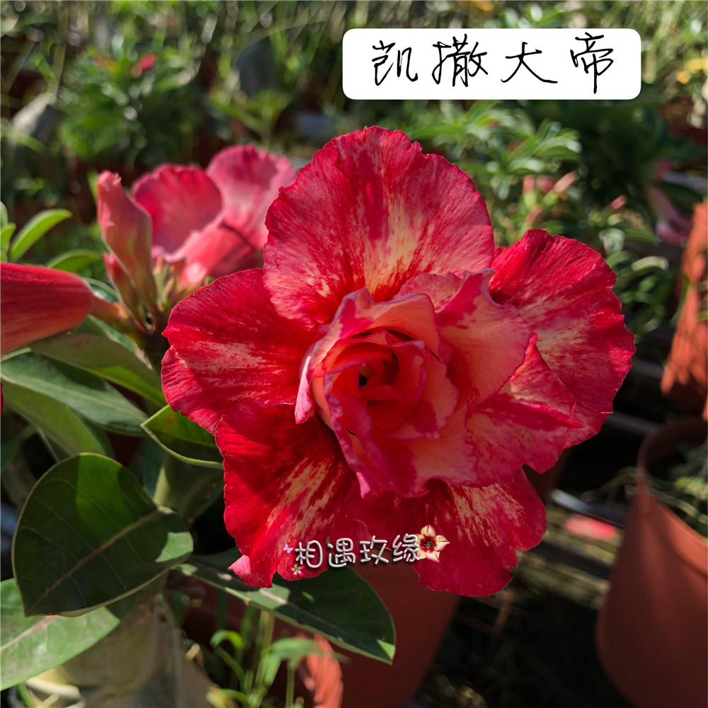Meet the rose petals Desert Rose New (Caesar the Great) to enjoy the bounty of the root multimeat plant-Taobao