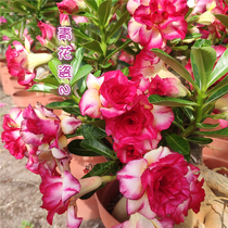 Meet the rose edge double-petaled Desert Rose (blue and white porcelain 2) Flower appreciation Root succulents