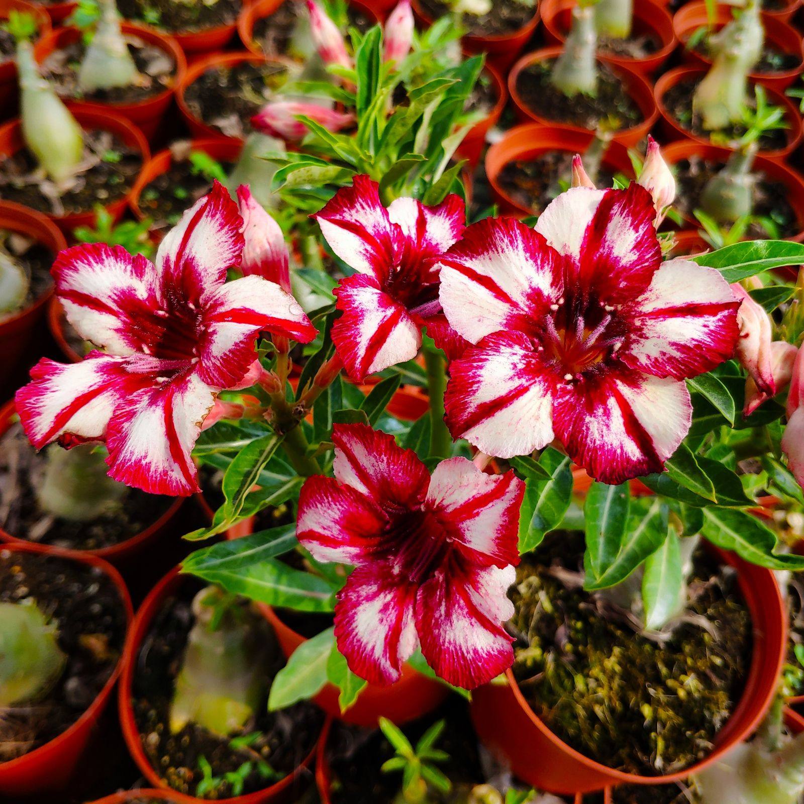 Meet Rose single petals Burst Flowers Desert Rose New leaf Huey Beauty] Guided by the Blossom Bounty of the Blossom Bouncer Root Multimeat Plant