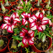 Meet the rose single petal popping desert rose new product Ye Huimei] Appreciation of flowers and roots and roots of succulents