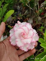 Meet rose edge double-petaled desert Rose new Taiwan Peony] Enjoy flowers and root succulents