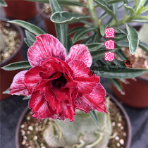 Meet Rose Double-petal Desert Rose New Product (Sea of Love)Flower Appreciation Root Succulents