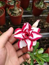 Meet rose edge double-petaled desert Rose new Ferrari] Enjoy flowers and root succulents