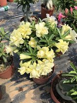 Meet rose edge double-petal desert Rose new moon tooth spring] Flower appreciation Root root succulents