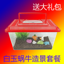 White Jade snail living pet snail landscape decoration set student watching snail children play pet