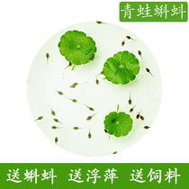 Tadpole living tadpole seedling feed pet tadpole looking for mother student kindergarten small tadpole living creature