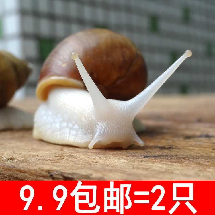 White jade snail live snail suit Pet students science experiment Children play pet kindergarten