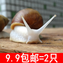 White Jade snail living snail set pet science experimental kindergarten suitable for primary school children pet