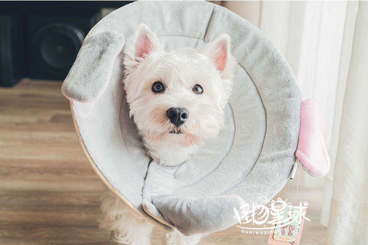 Elizabeth Circle Dog Khử trùng / Nhiễm trùng vết thương Đặc biệt Chống trầy xước 舔 Siêu thoải mái khi ngủ - Cat / Dog hàng ngày Neccessities 	bát ăn đôi cho chó con