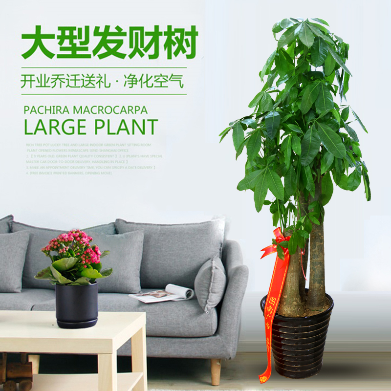 Fortune tree green radish potted plant opening plant living room office family Guangzhou Shenzhen Hangzhou Shanghai large green plant