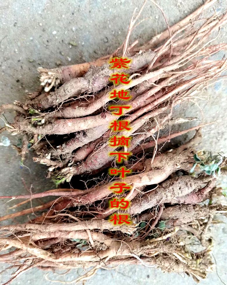 The tattoo Chinese medicine sweet purple flower digging to fresh dig and delivery 500 pieces of price