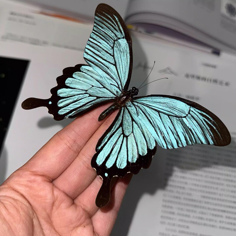 Shan Yi Shall Wave Butterfly Flat Substitute Original Butterfly Specimen Photo Frame 3D Display Stand Birthday Gift Decoration