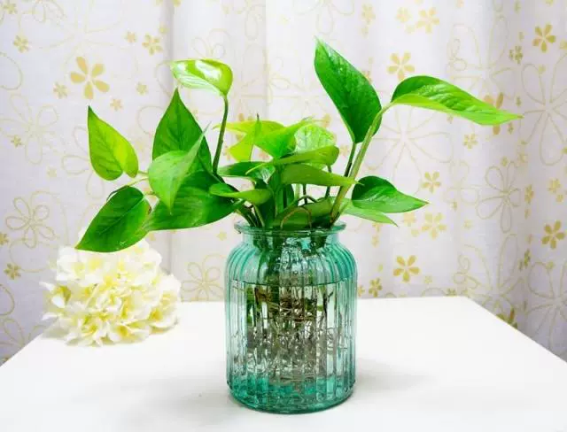 Bình thủy tinh đựng dụng cụ thủy tinh kiểu IKEA * bình hình chữ nhật song song * bình thủy canh - Vase / Bồn hoa & Kệ gáo dừa trồng lan