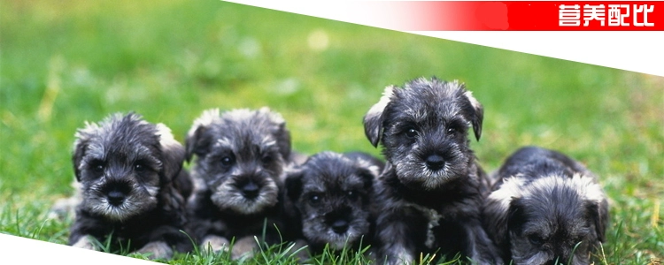 Imai thức ăn cho chó 2.5 kg hơn gấu chó thức ăn cho chó vào thức ăn cho chó puppies thực phẩm 5 kg dog staple thực phẩm pet nguồn cun ... thức ăn cho chó mẹ sau sinh