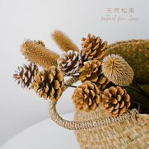 Pine Nuts Dry Flowers Photo Props Flower Arrangement Ins Wind Photography Decoration Background Props Flower Bouquet Swing Pieces Shooting Props