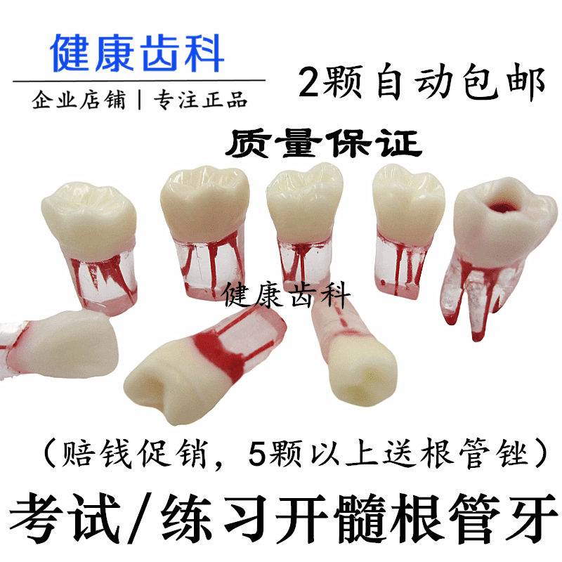 Resin tooth students practice oral skills test resin tooth dental examination tooth grain three-dimensional tooth simulation pulp opening