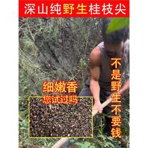 Laozhou Shenshan pure wild cassia twig tip 500g special natural Poria soup pills with extra thin strips in the mountain