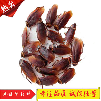 Chinese herbal cockroach wild cockroach dried stealing oil Po medicinal cockroach insects can grind cockroach powder 500 grams
