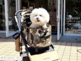 [Японские покупки] Японская корзина для домашних животных Airbugg Dome3 Трехгенерация