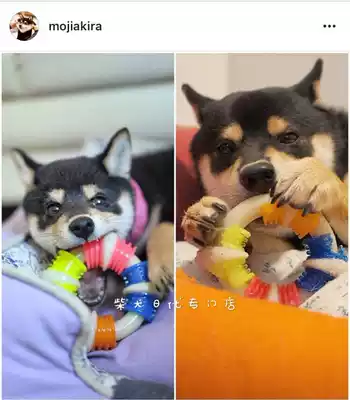 (Japan) Japanese veterinarians recommend molars rainbow ring Shiba Keji Akita molars toys