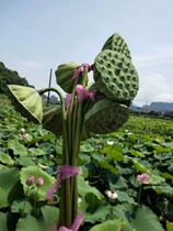Wuyi Xuanlian fresh lotus seed lotus seed fresh pick wild seasonal seasonal fruit sweet lotus seed 30