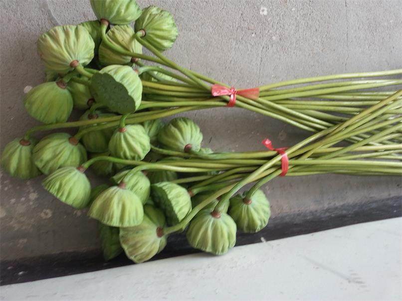 Wuyi Xuanlian Fresh Lotus Seed Lotus Raw Eat Fresh Pick Wild Seasonal Fruit Sweet and Tender Lotus Seed 20 Flowers