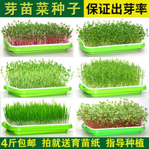 Sprouts Vegetable seeds Indoor balcony hydroponic seeds Wheat pine willow oil sunflower Chicken feather vegetable bowl beans soybeans Mung beans