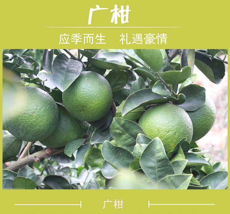 华西高橙,华西高橙饮料,华西高橙饮料图片_大山谷图库