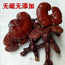 Ganoderma lucidum brewing wine whole branch Changbai Mountain specialty a pound of soup nourishing wild 500 grams of fresh Northeast red ganoderma lucidum
