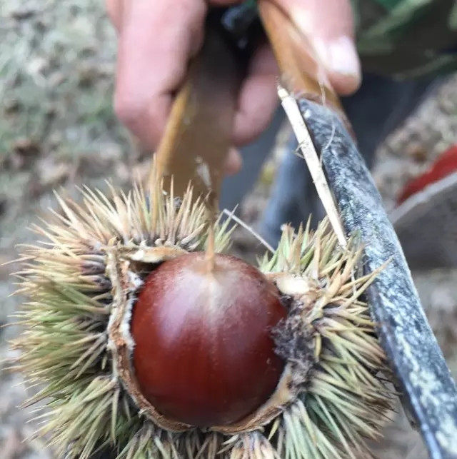 锥栗与板栗有何不同？-商品-淘宝百科网
