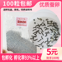 Silkworm eggs and silkworm breed silkworm baby set fresh tender mulberry leaf silkworm larvae student feeding body PET color silkworm