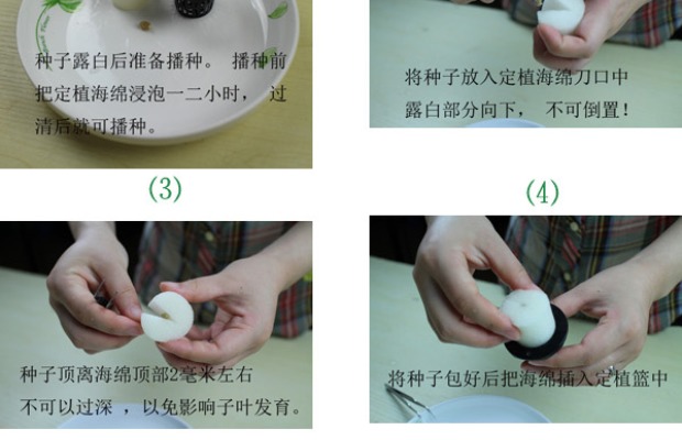 Người mua may mắn, rau thủy canh, làm vườn, trồng, trồng, giỏ trồng, phù hợp với miếng bọt biển, đường kính tròn, 60 mm chậu trồng cây