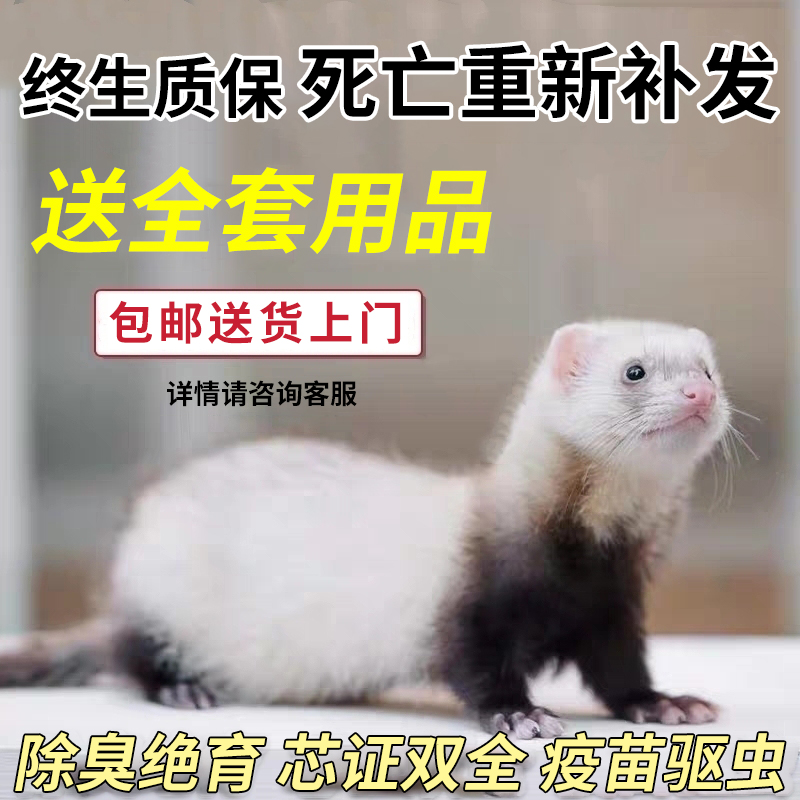 Film selection of pet ferrets living ferrets infant cub baby cub baby living things Dormitory Sloth is good for a cute and flattering deposit