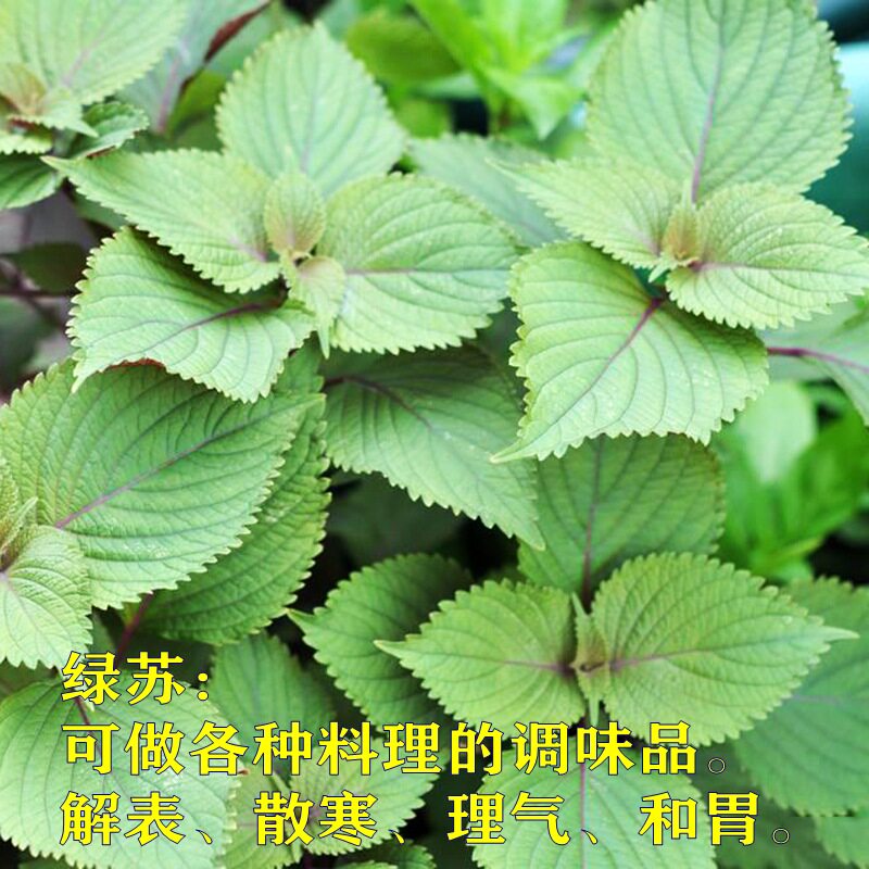 紫蘇種子種籽孑苗盆栽可食用蘇子紫蘇葉籽種四季種植菜蔬菜蘇子葉