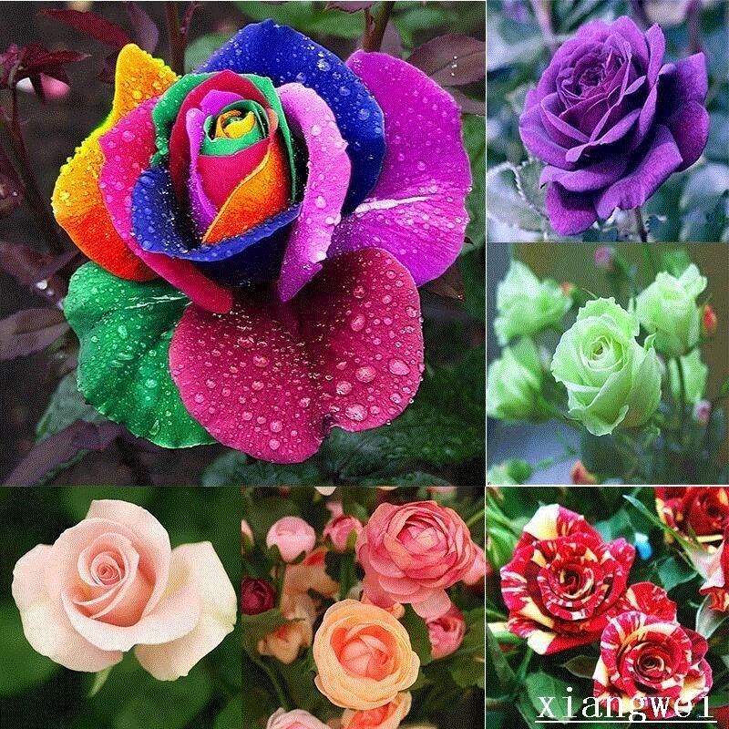 Flower pots planters 12 Kinds Of 100 SeedsRainbow rose seed