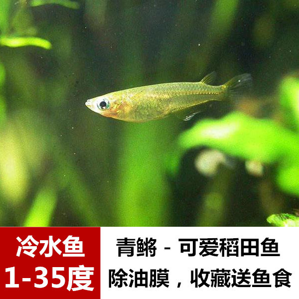 原生青鳉鱼 冷水鱼不打氧灯科鱼观赏鱼除油膜群游鱼小鱼苗