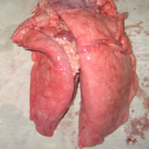 Cừu tươi viscera vật nuôi chó và thức ăn cho chó bổ sung nguyên liệu xương thô 1 miếng khoảng 1 kg - Cat Staples kinh doanh thức ăn chó mèo