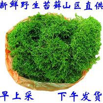 Mossy seed plant plant Mossy mossy spore powder Fresh table grass Mossy Wild mossy seed paving