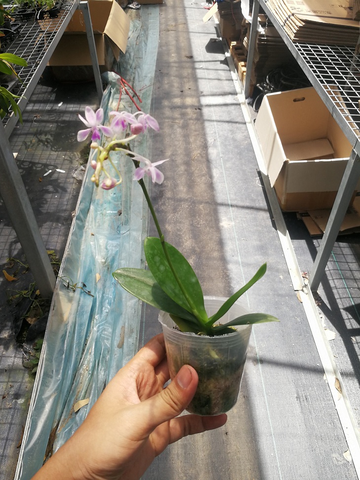 現貨 Phal Equestris Fuga Island 淡粉色eq 蝴蝶蘭 現貨 Phal Equestris Fuga Island 淡粉色eq 蝴蝶蘭