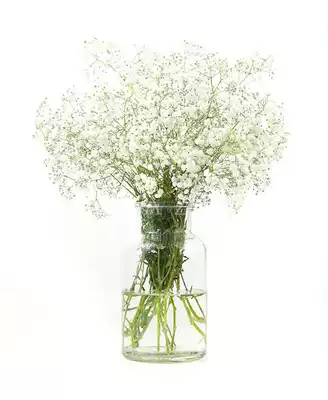 Starry flowers Wedding Wedding flowers White Million star Family life flowers with flowers Flower subscription