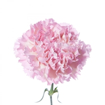 Multi-head carnation flowers Mothers Day home family flower arrangement wedding wedding life with flowers and flowers express delivery