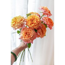 Flowers roses flowers water fresh cut flowers household flowers flower arrangements free Elves fire spirits National Shunfeng fast