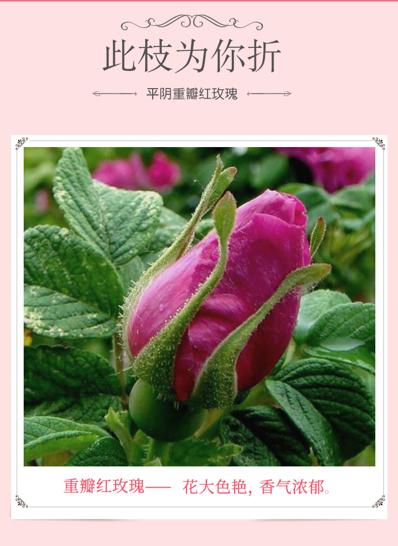 【虎标】红玫瑰花茶100g花草茶养生罐装