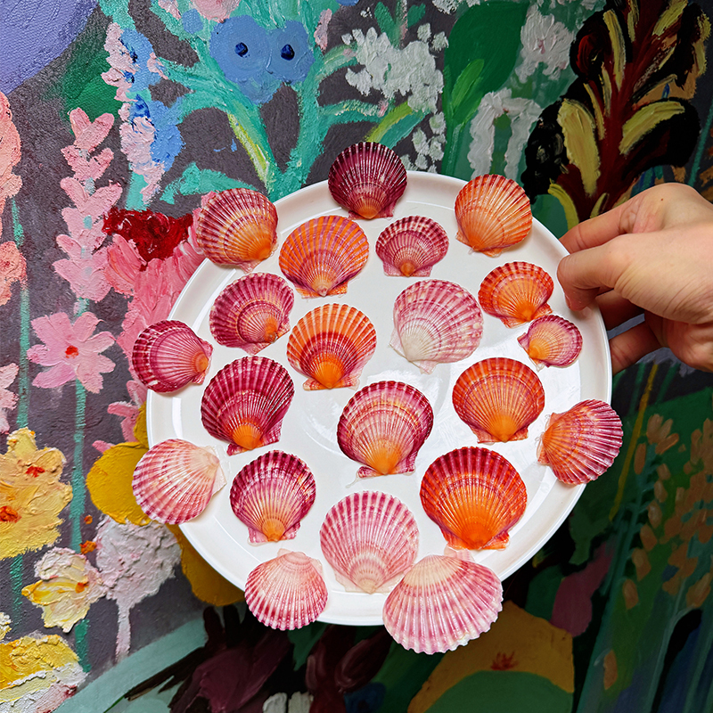 【Real Shells, No Dyeing, Can See the Goods】Super Gorgeous Full-Color Small Scallop Shells, Shell and Conch Collection Specimens