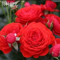 Flower tree gardening blossom Rose (Chika porch) 1 gallon 2 plus 3 medium seedling potted garden balcony plant
