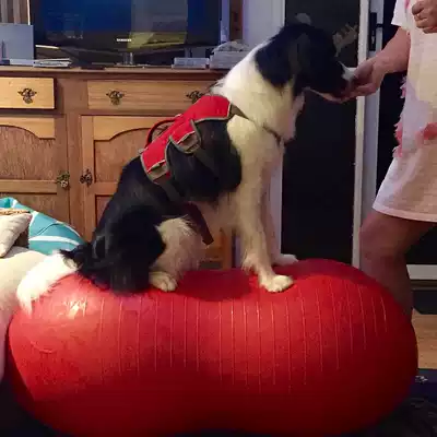 AVC pet special capsule Peanut ball paralyzed dog supports hind limb strength and strengthens core muscles