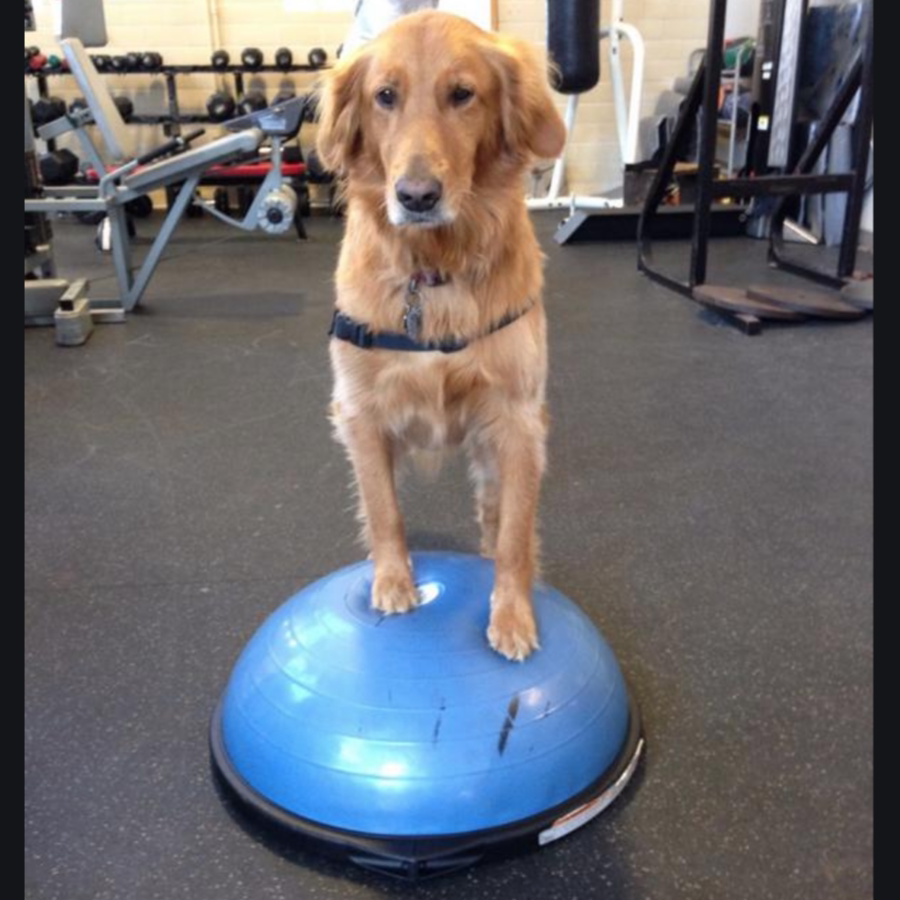 AVC Pet Dog Balance Hemisphere Exercises Muscle Training Fitness Rehabilitation Hip After Hip Surgeries Dismembering After Hip Surgery
