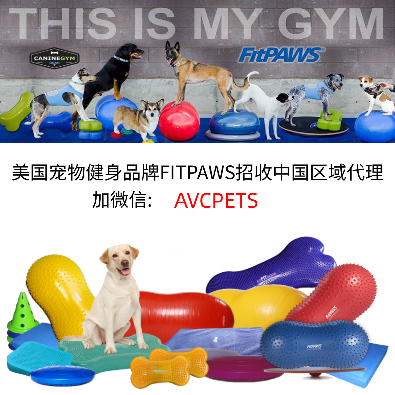 FitPAWS Pet Fitfitness Sports Equipment Rehabilitation Muscle Agility (Agent Channel)